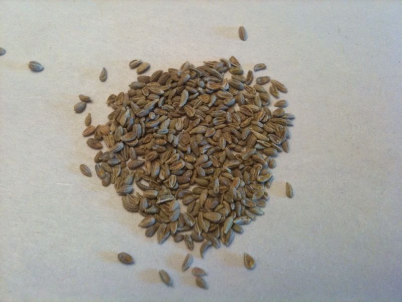 Anise