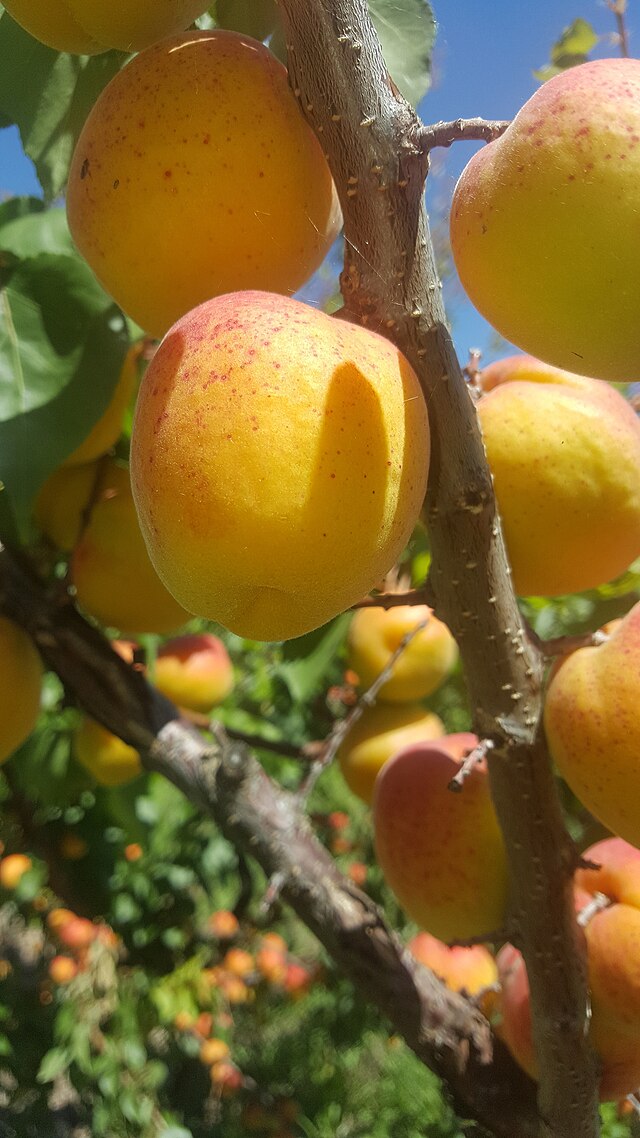 Apricots