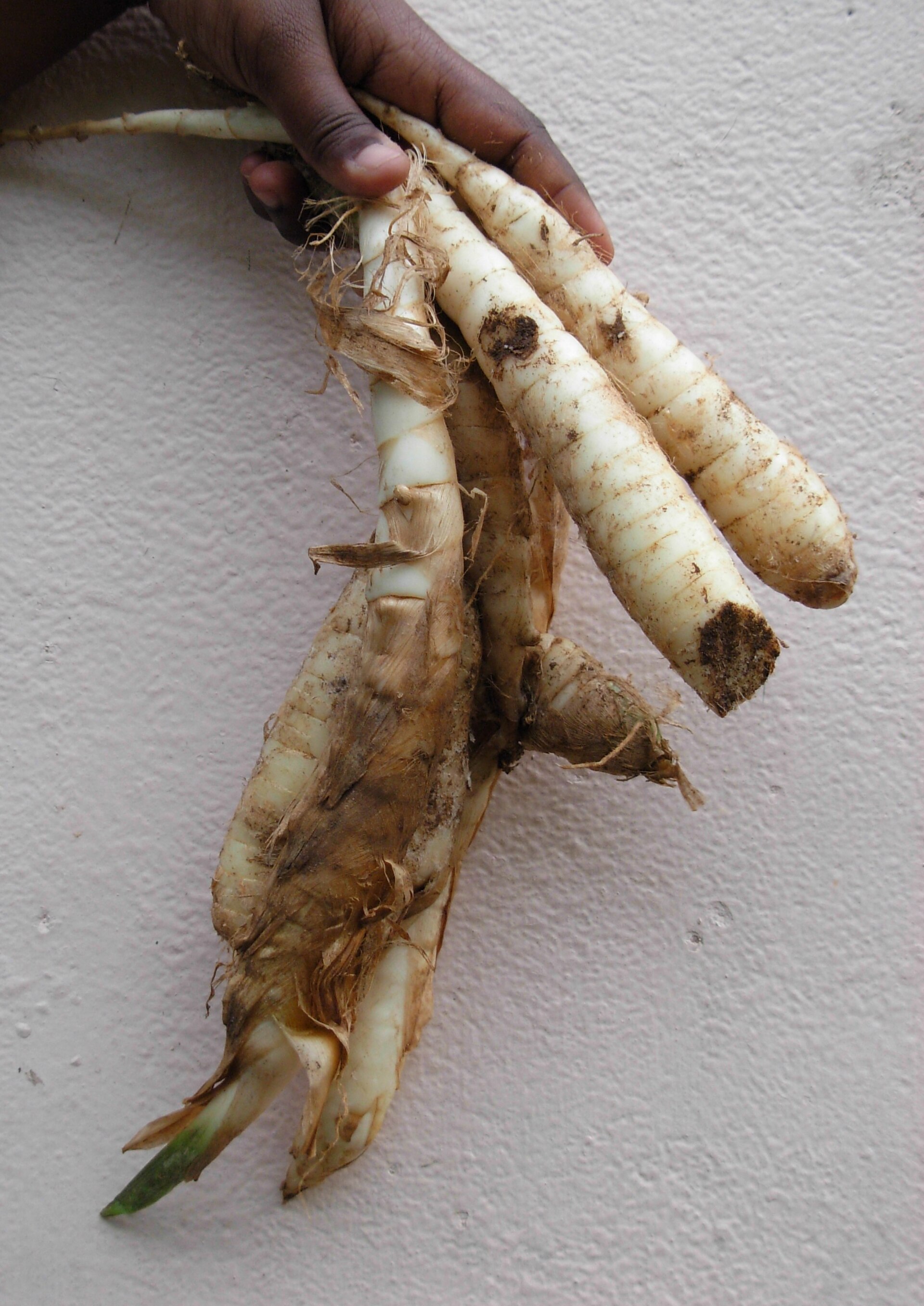 Arrowroot