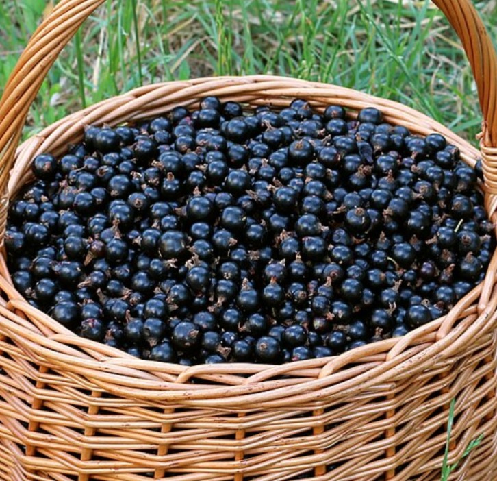 Blackcurrants