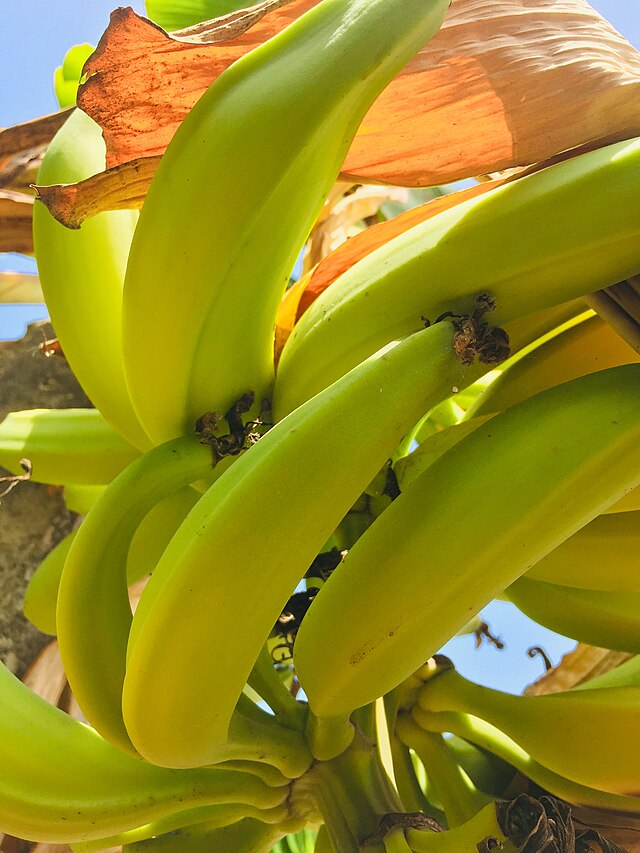 Plantain