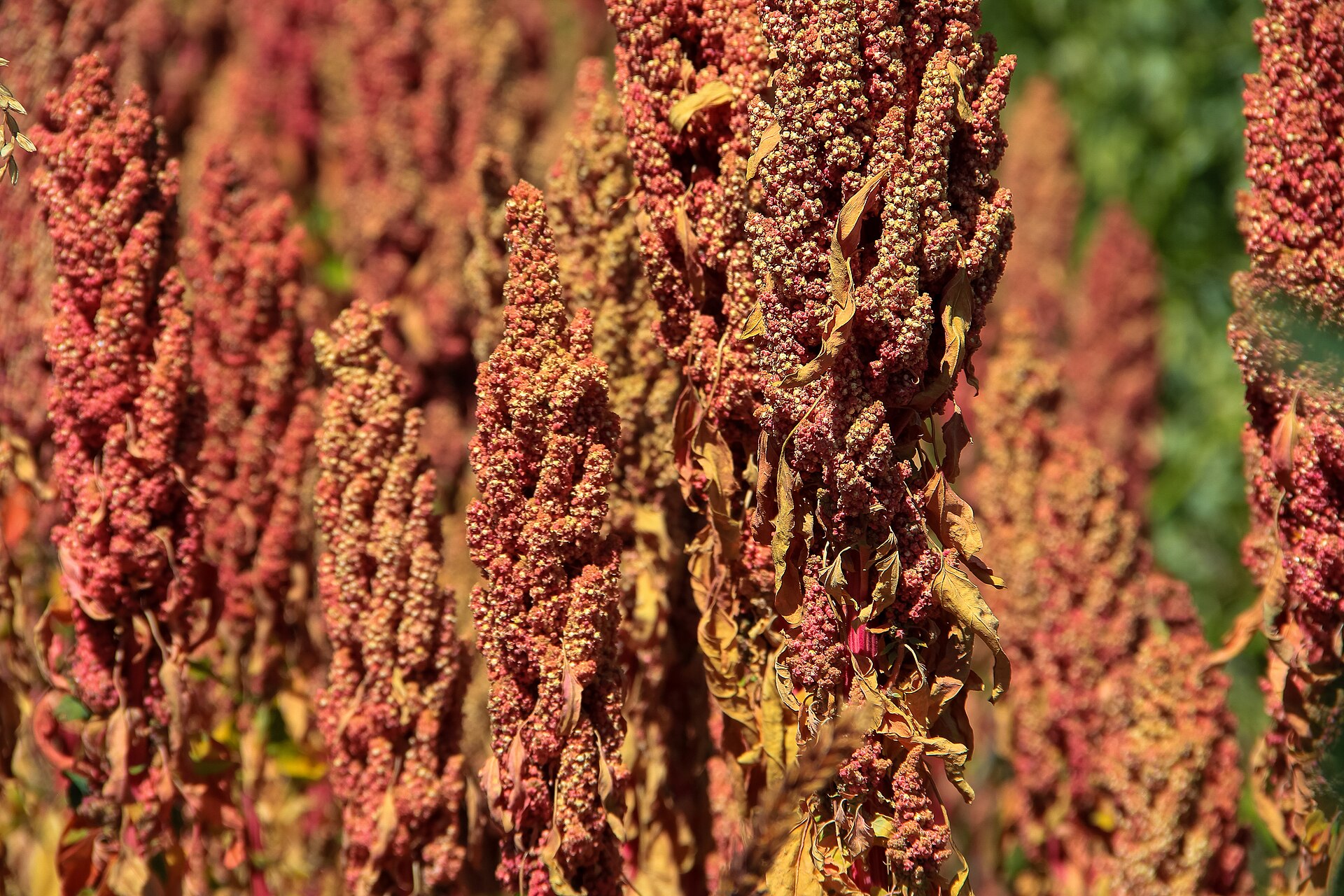 Quinoa