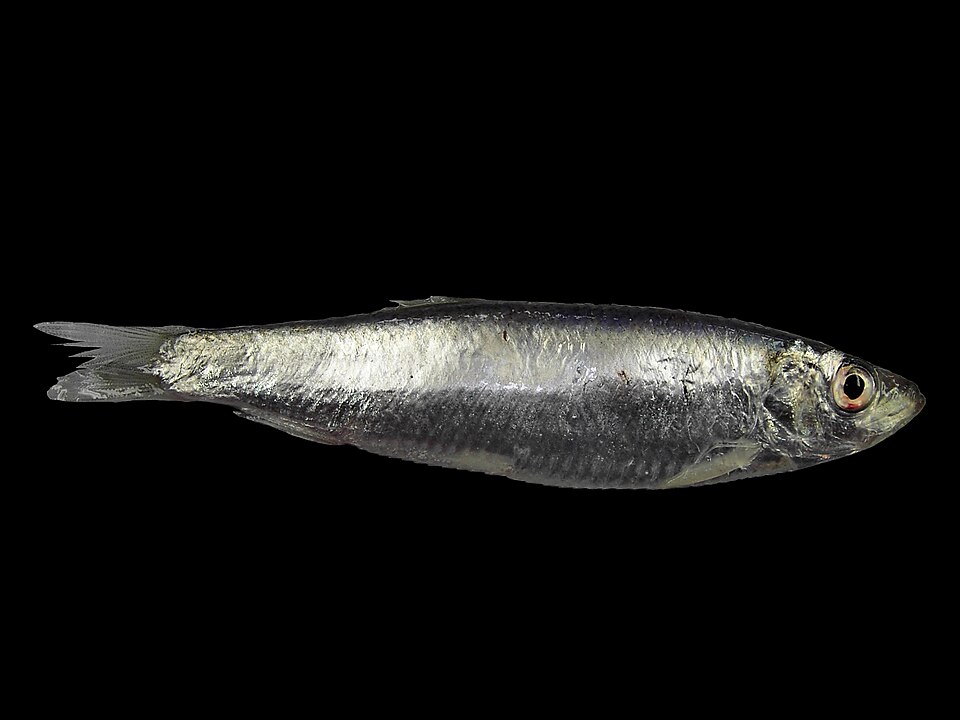 Sprats