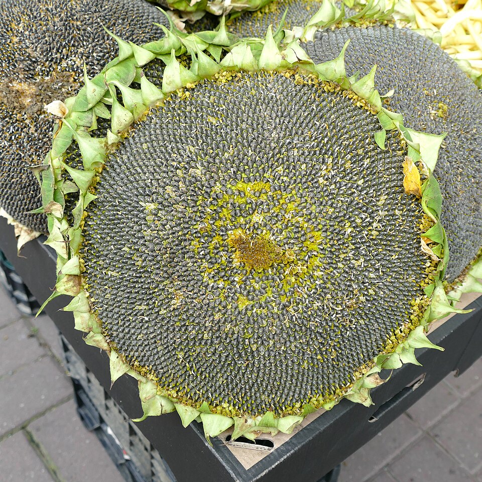 Sunflower Seeds