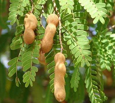 Tamarind leaves, fresh