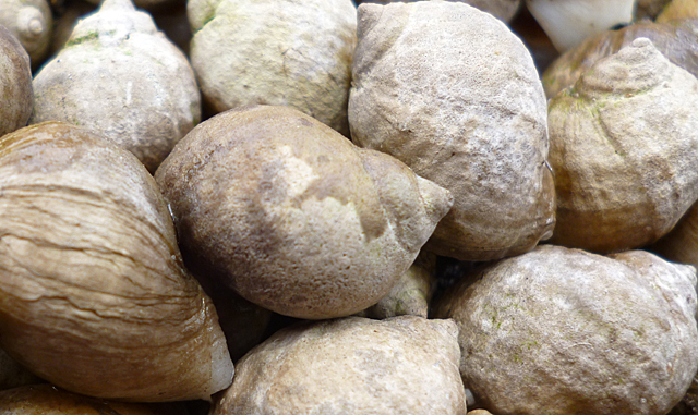 Whelks