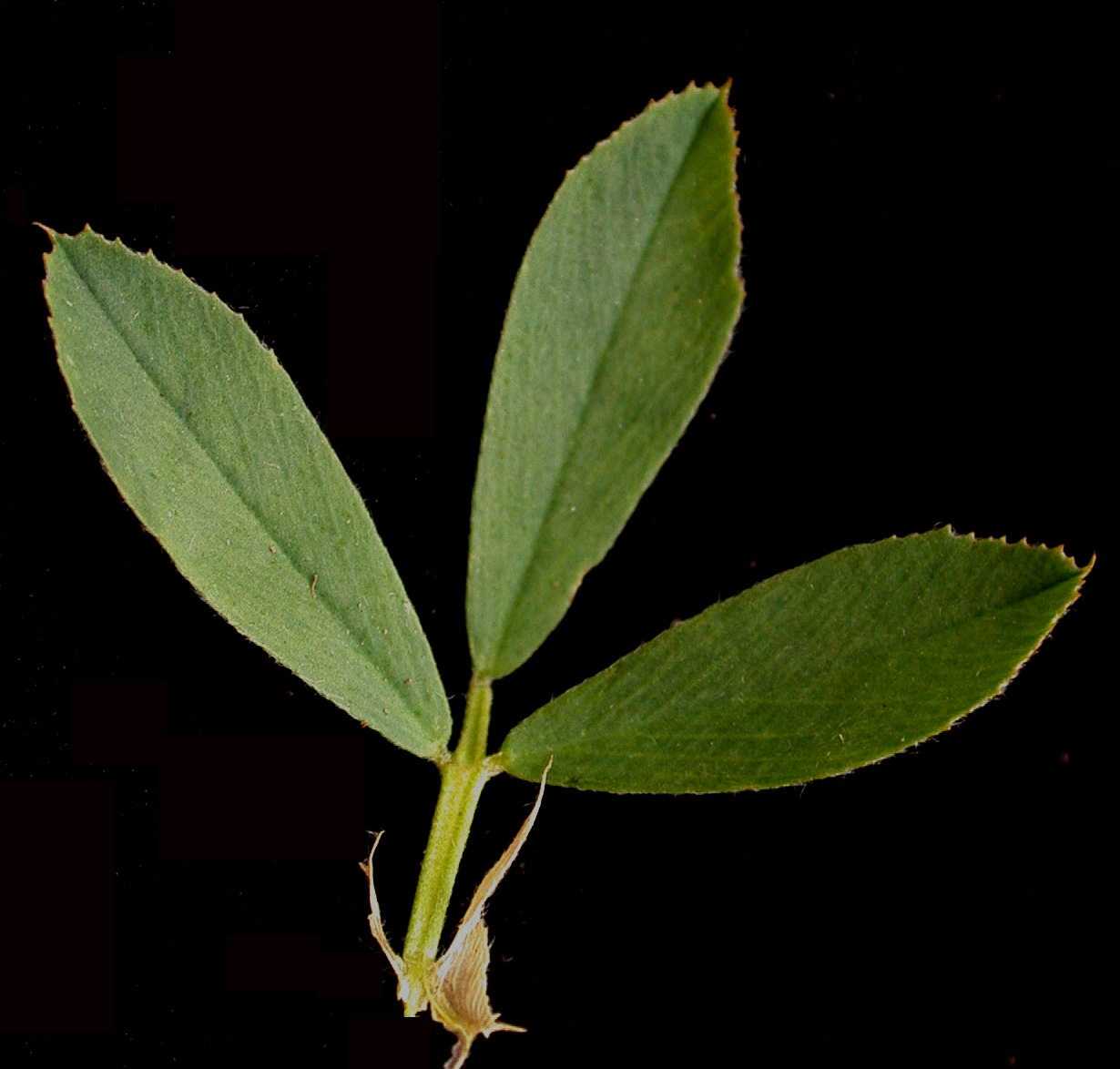Alfalfa