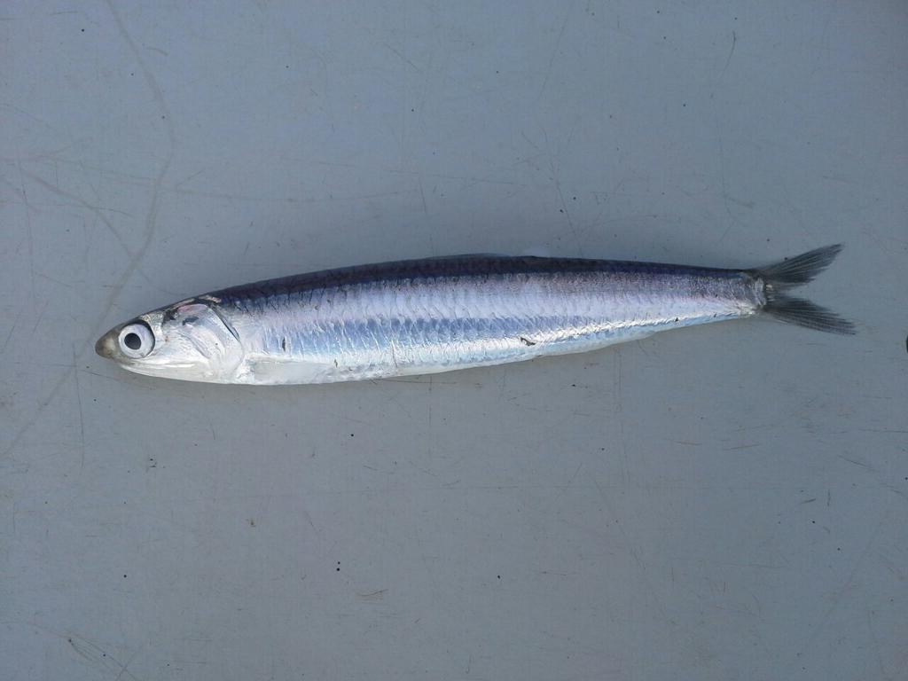 Anchovy