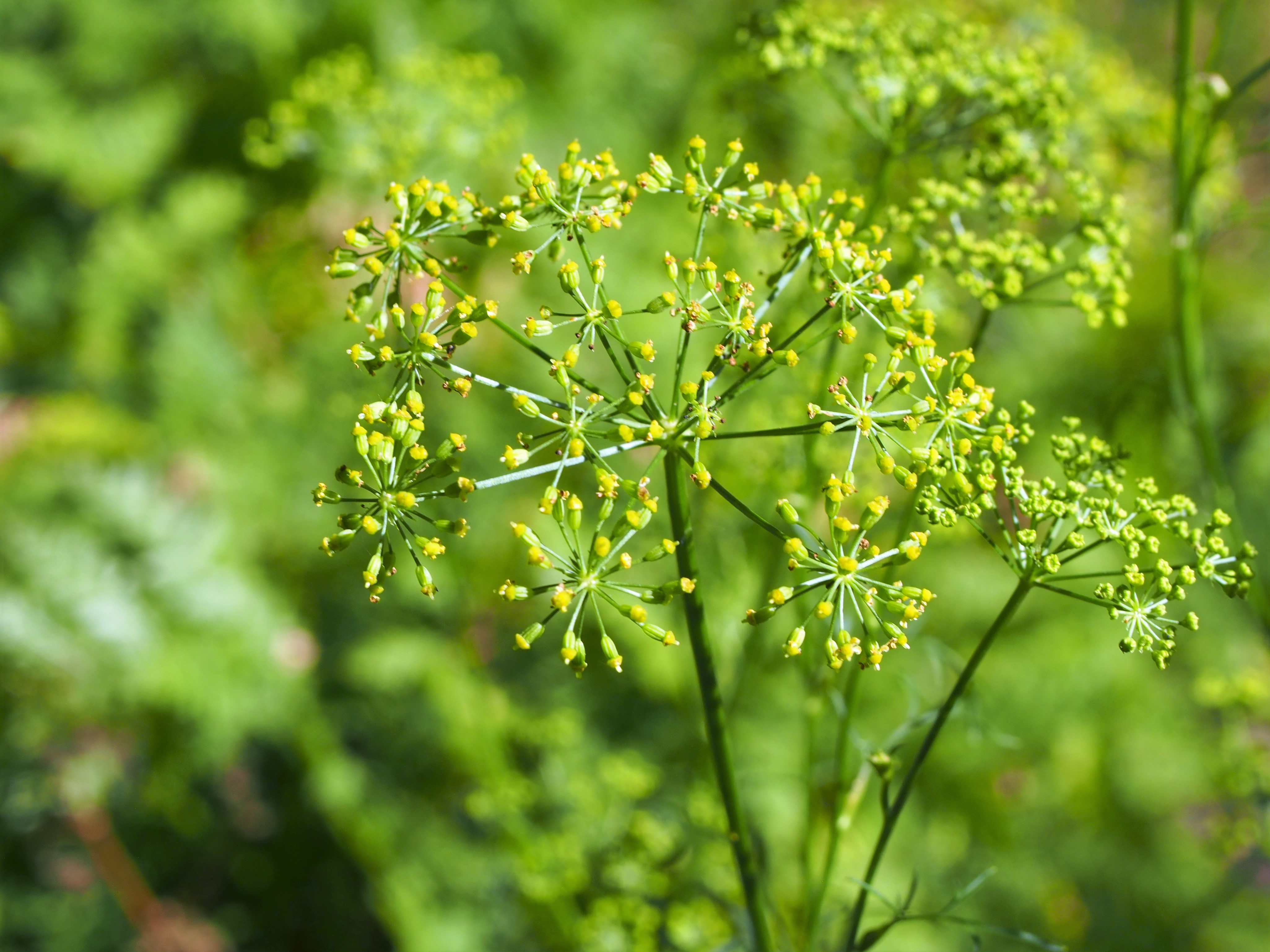 Asafoetida