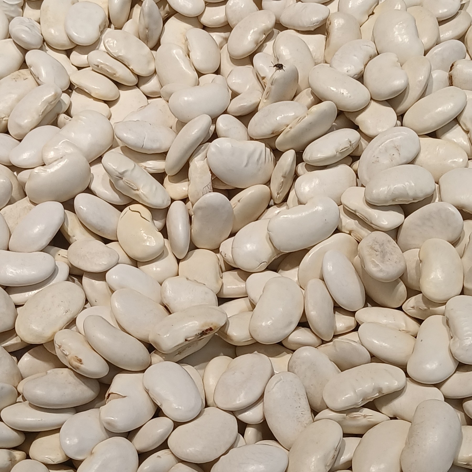Cannellini Bean