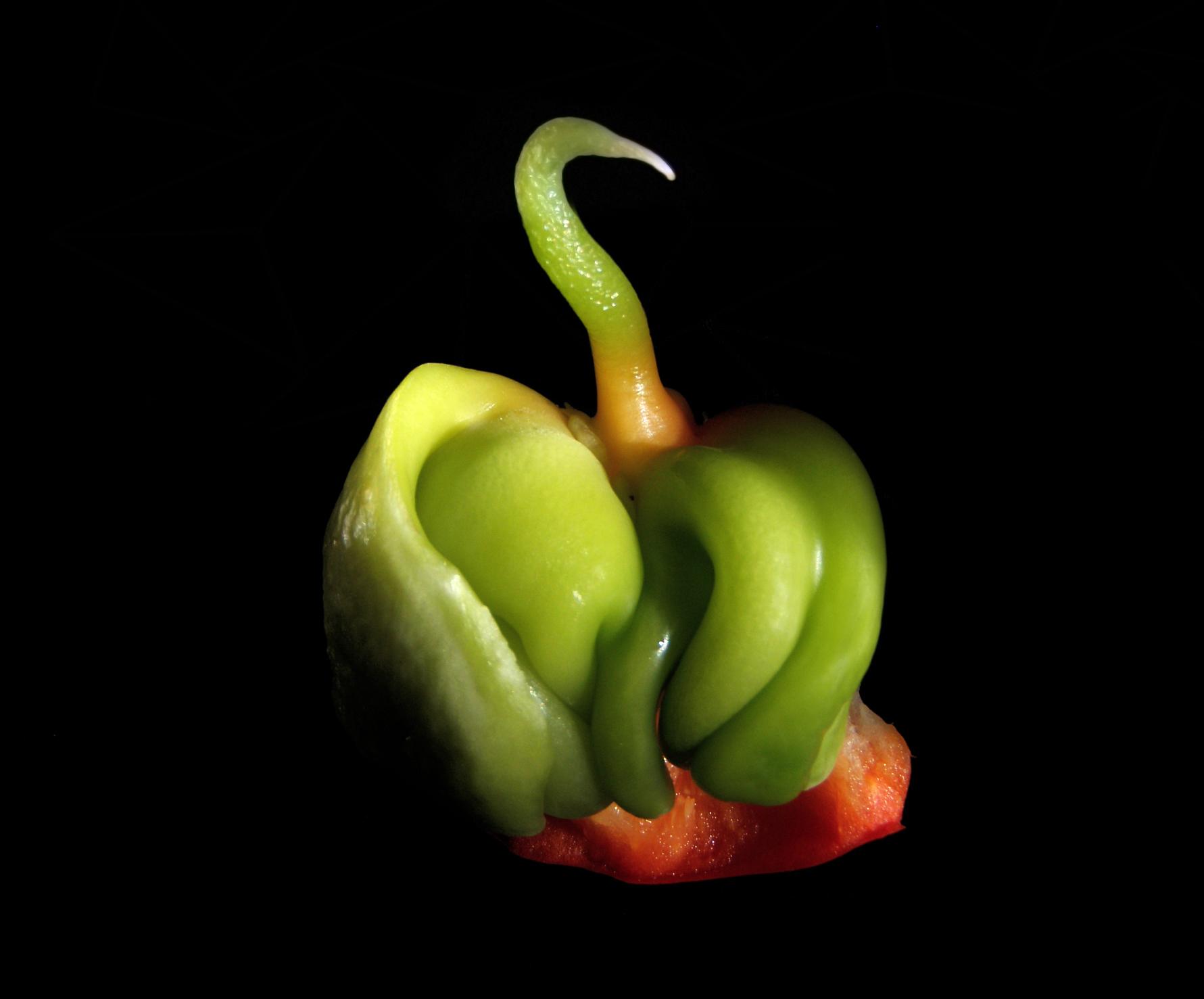 Peppers (capiscum)