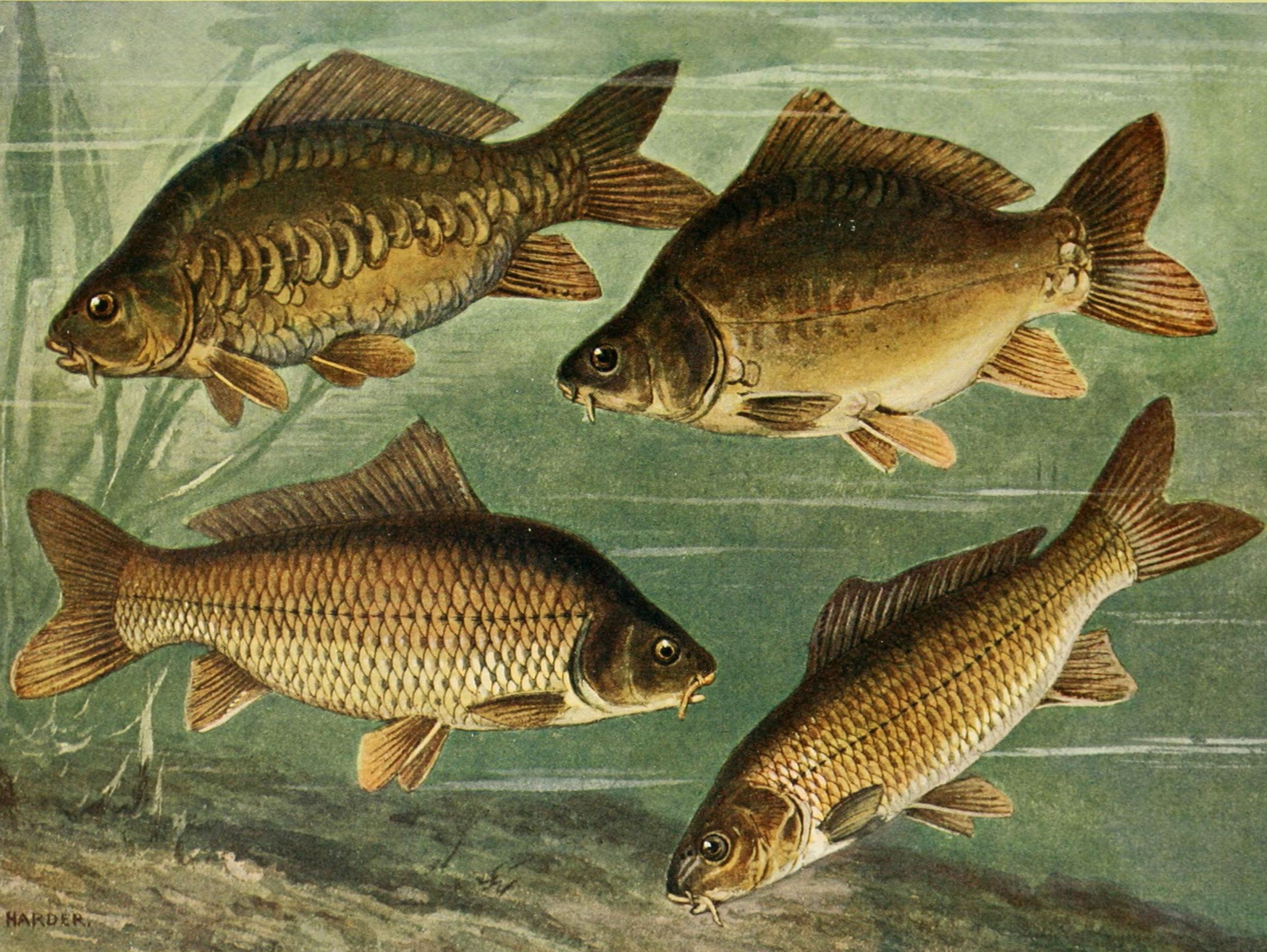Carp