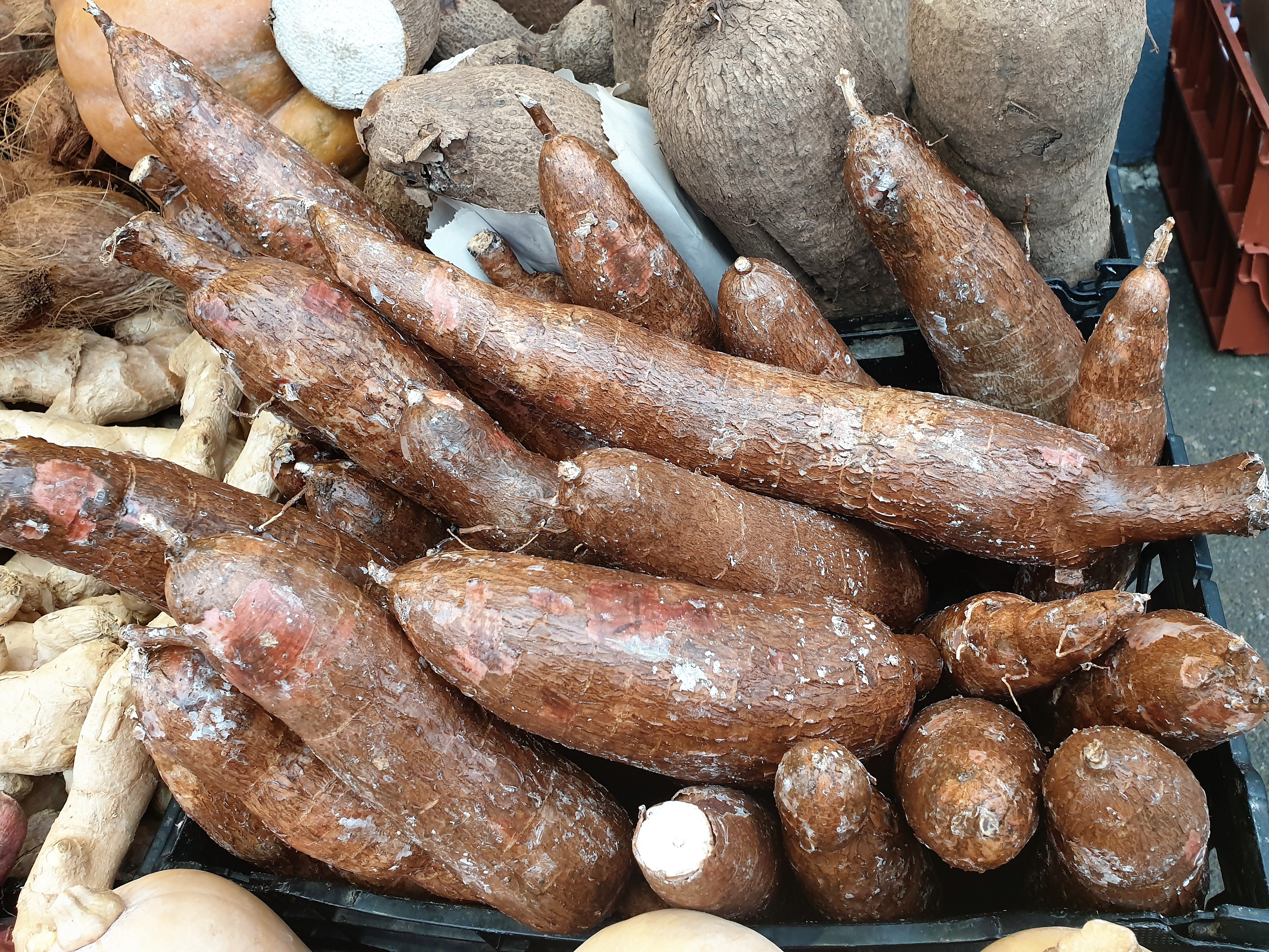 Cassava