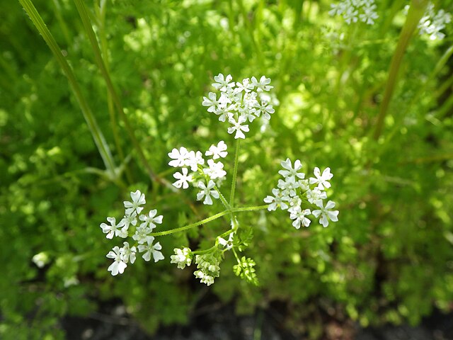 Chervil, dried