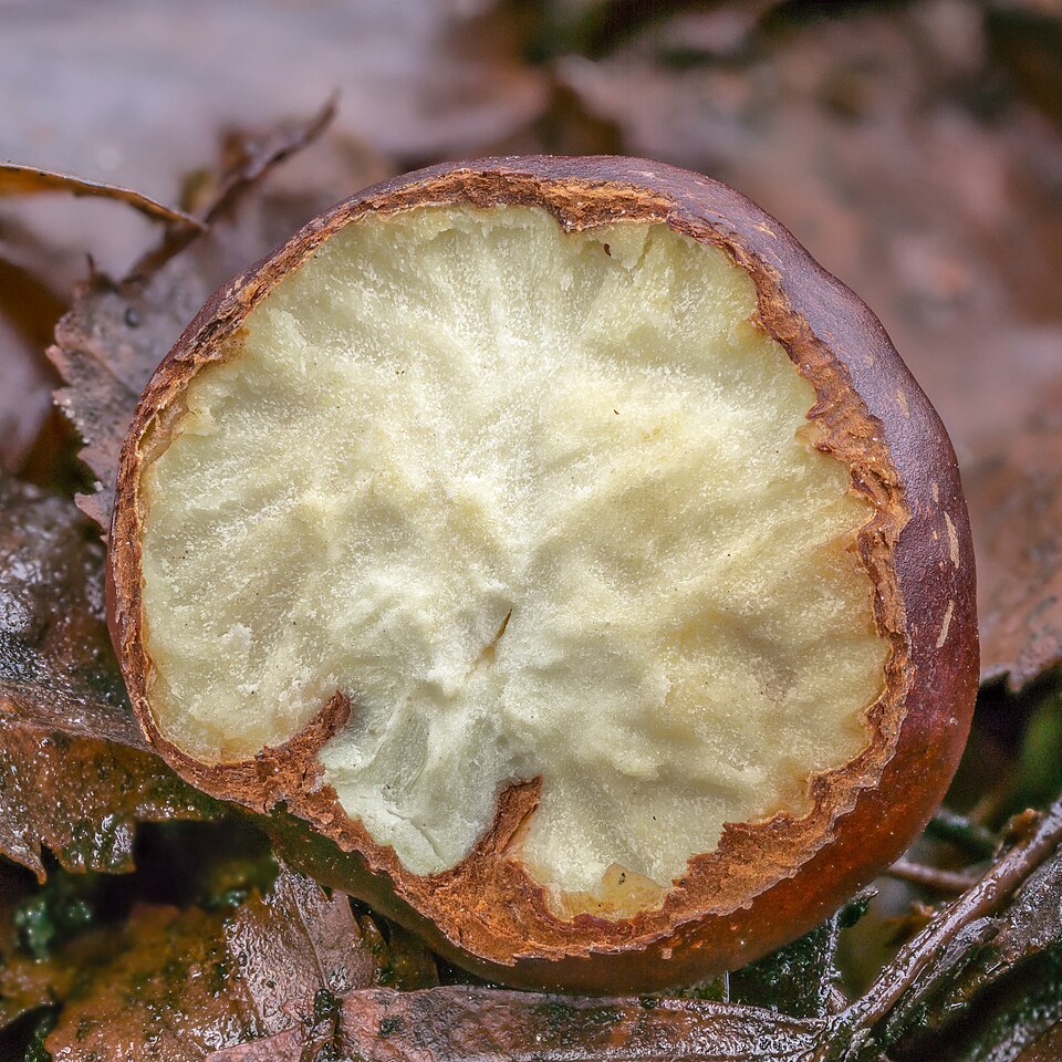 Chestnuts