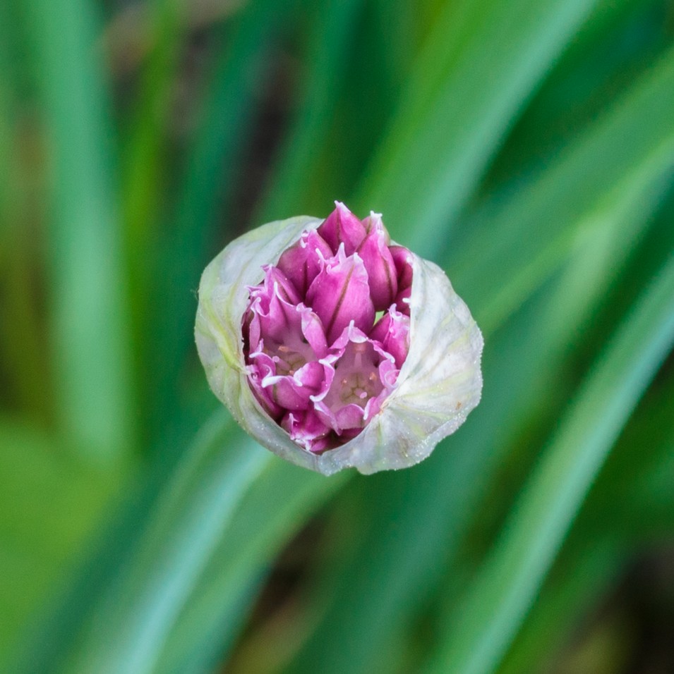 Chives, fresh