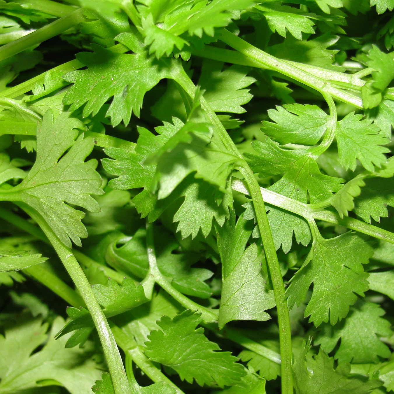Coriander leaves, fresh