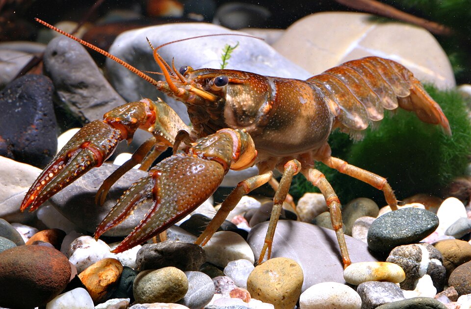 Crayfish