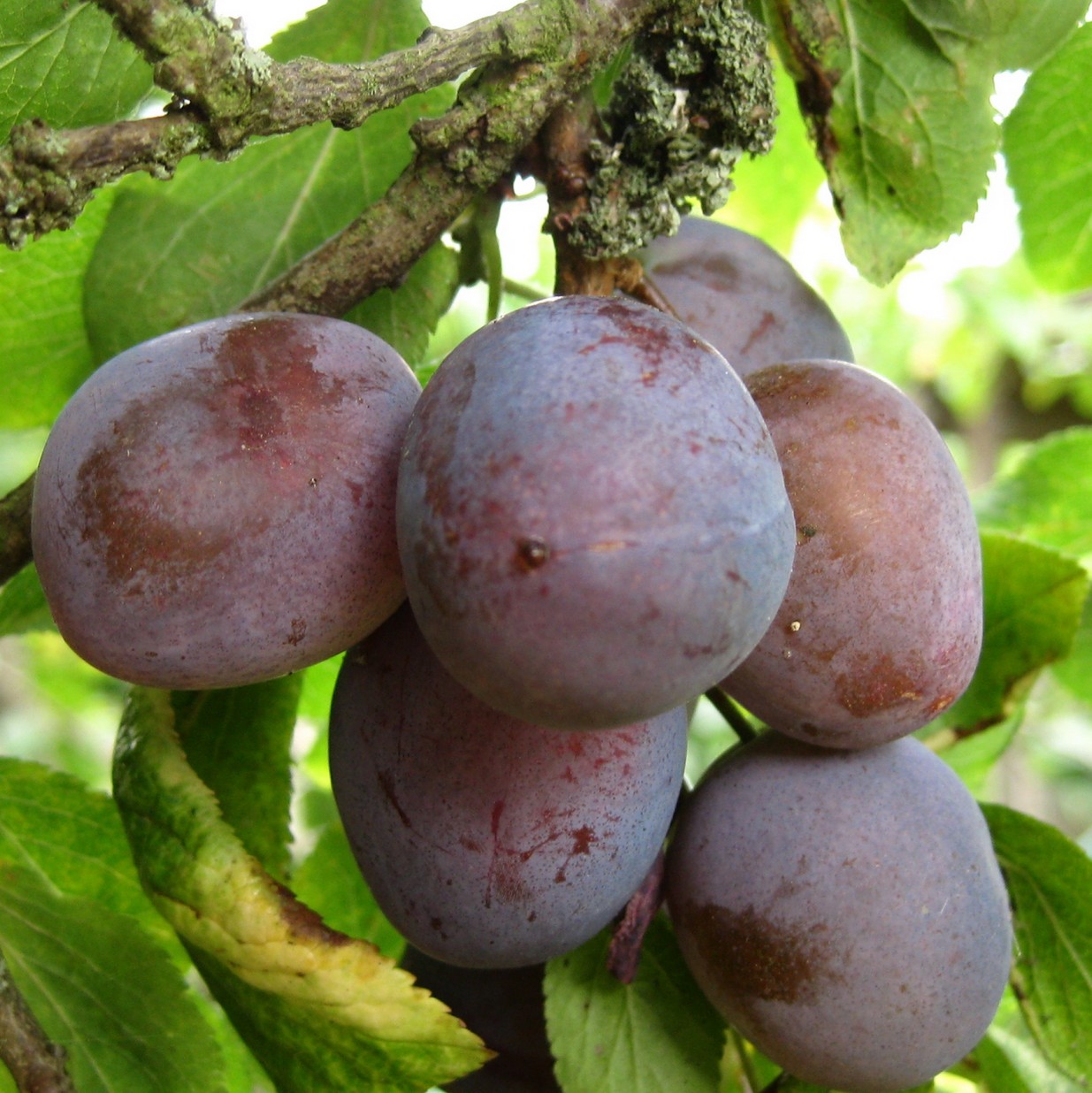Damsons