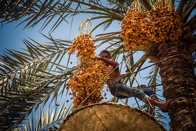 Dates