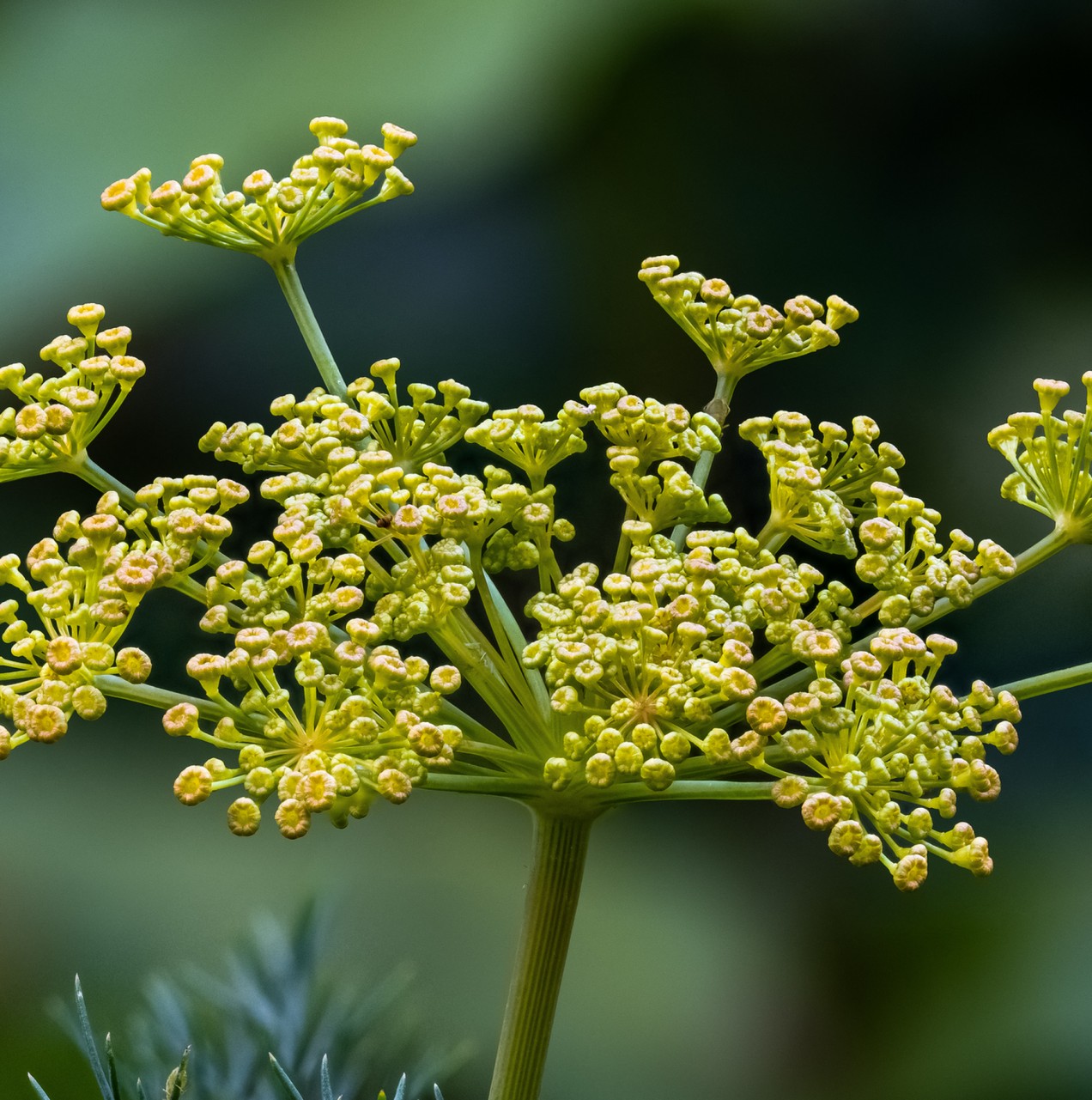 Dill, fresh
