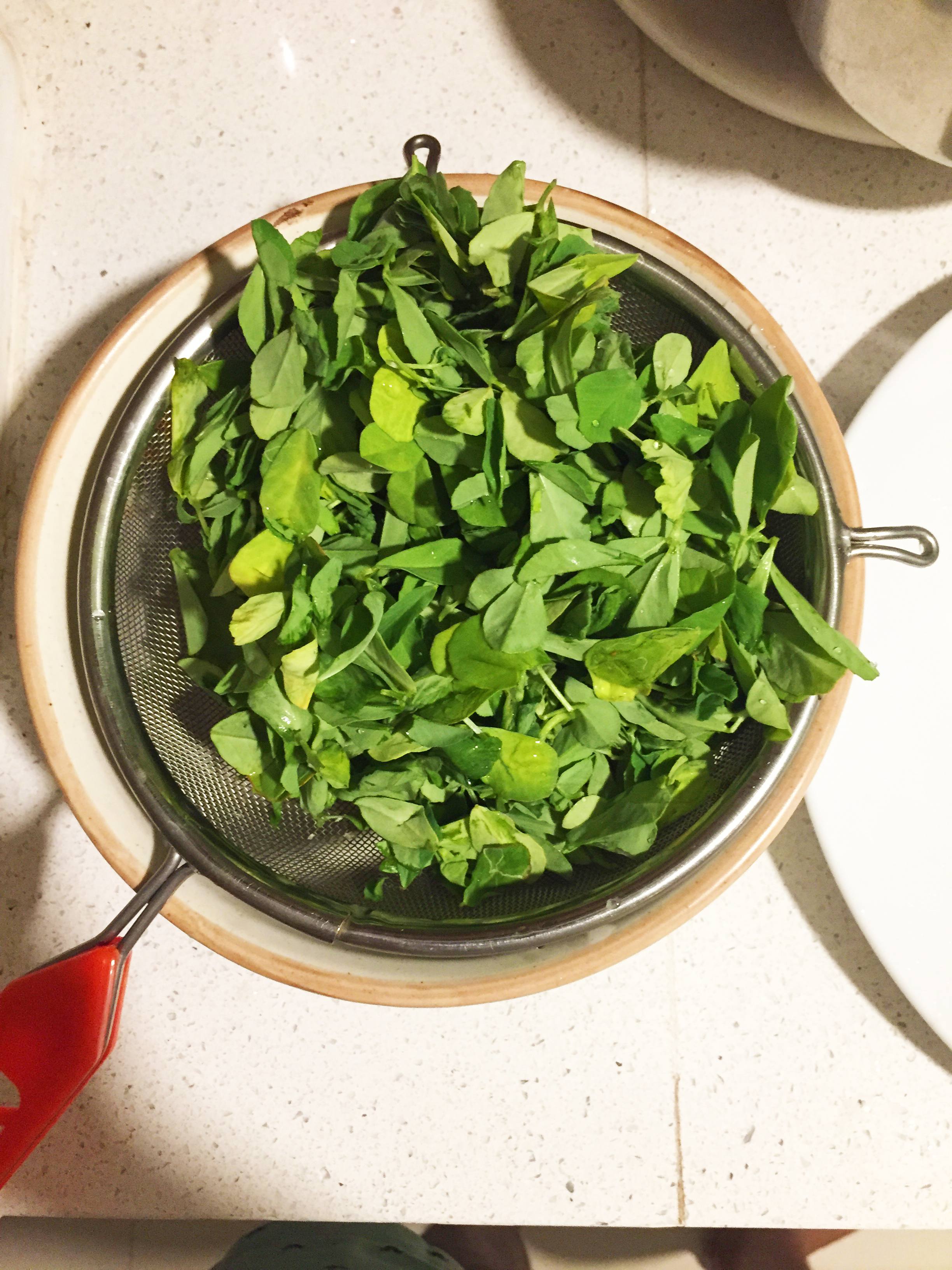 Fenugreek