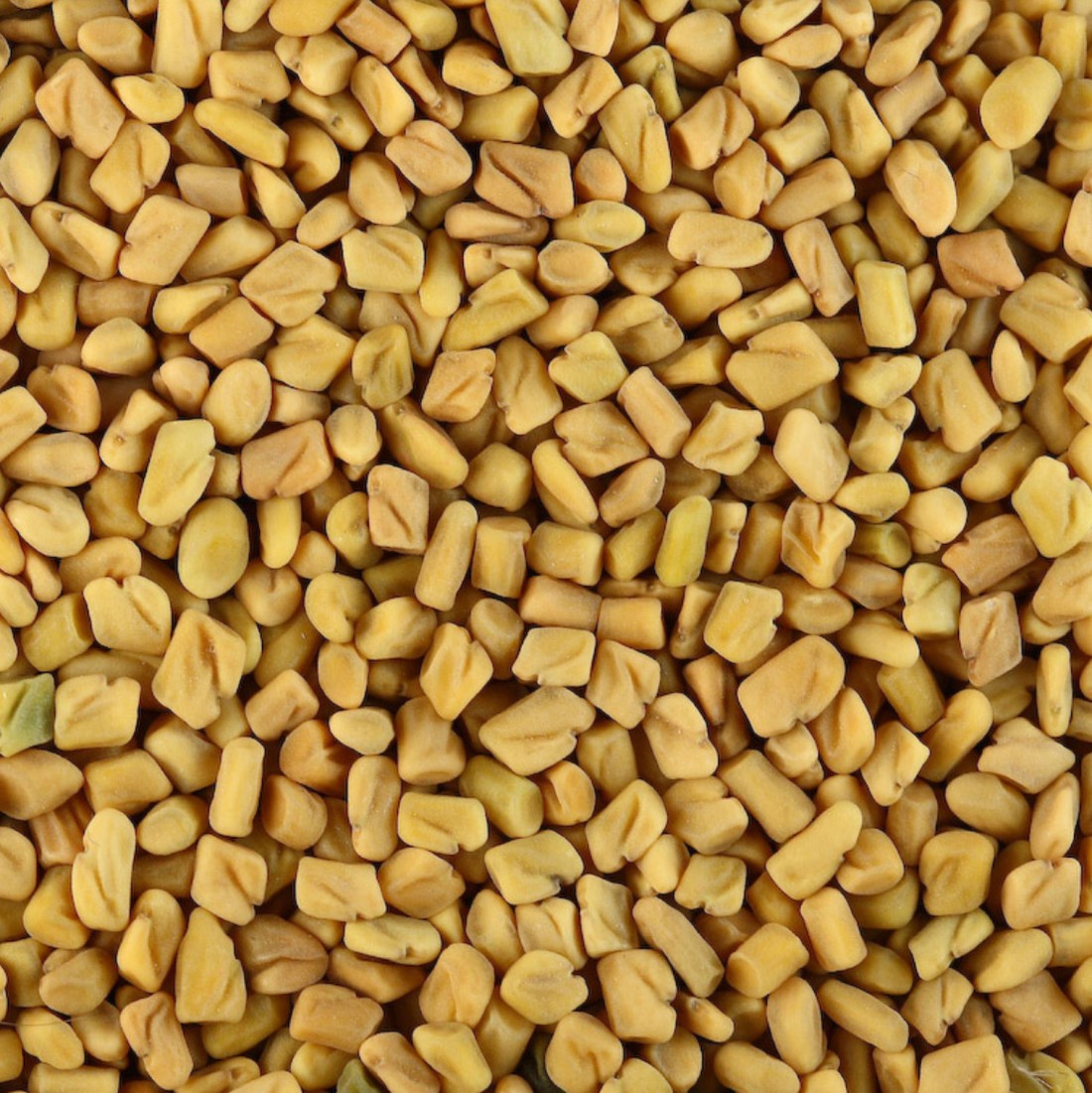 Fenugreek seeds