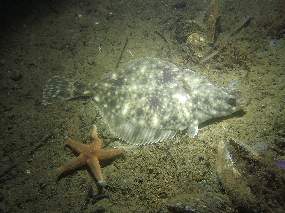 Flounder