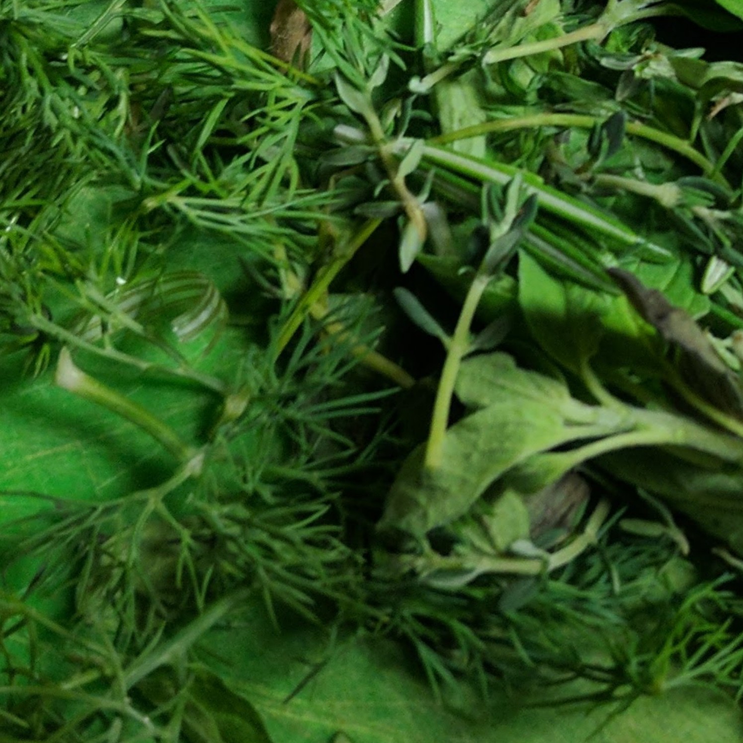 Fresh Herbs