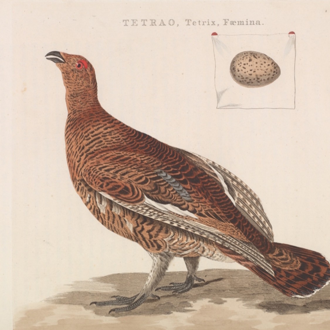 Grouse, meat only, roasted, weighed with bone