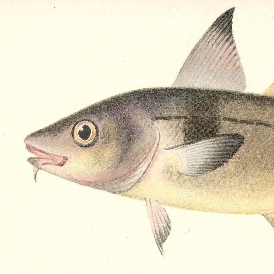 Haddock