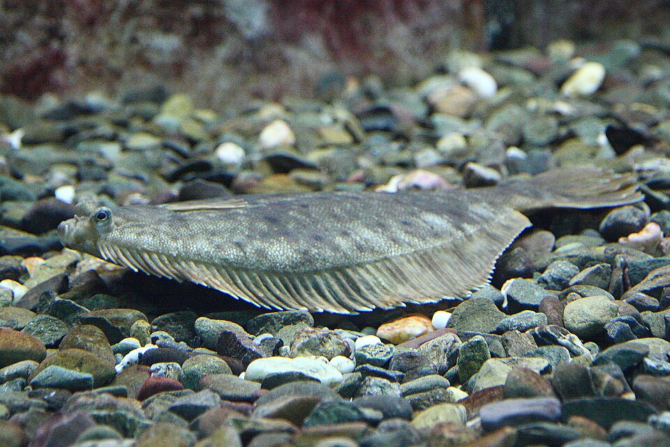 Halibut