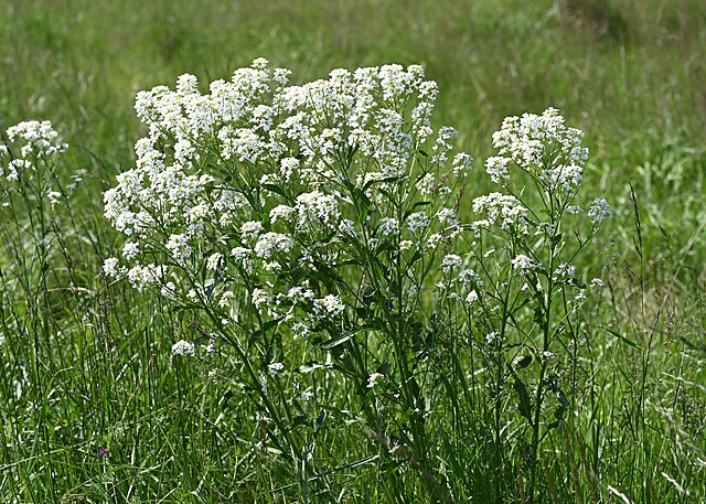 Horseradish