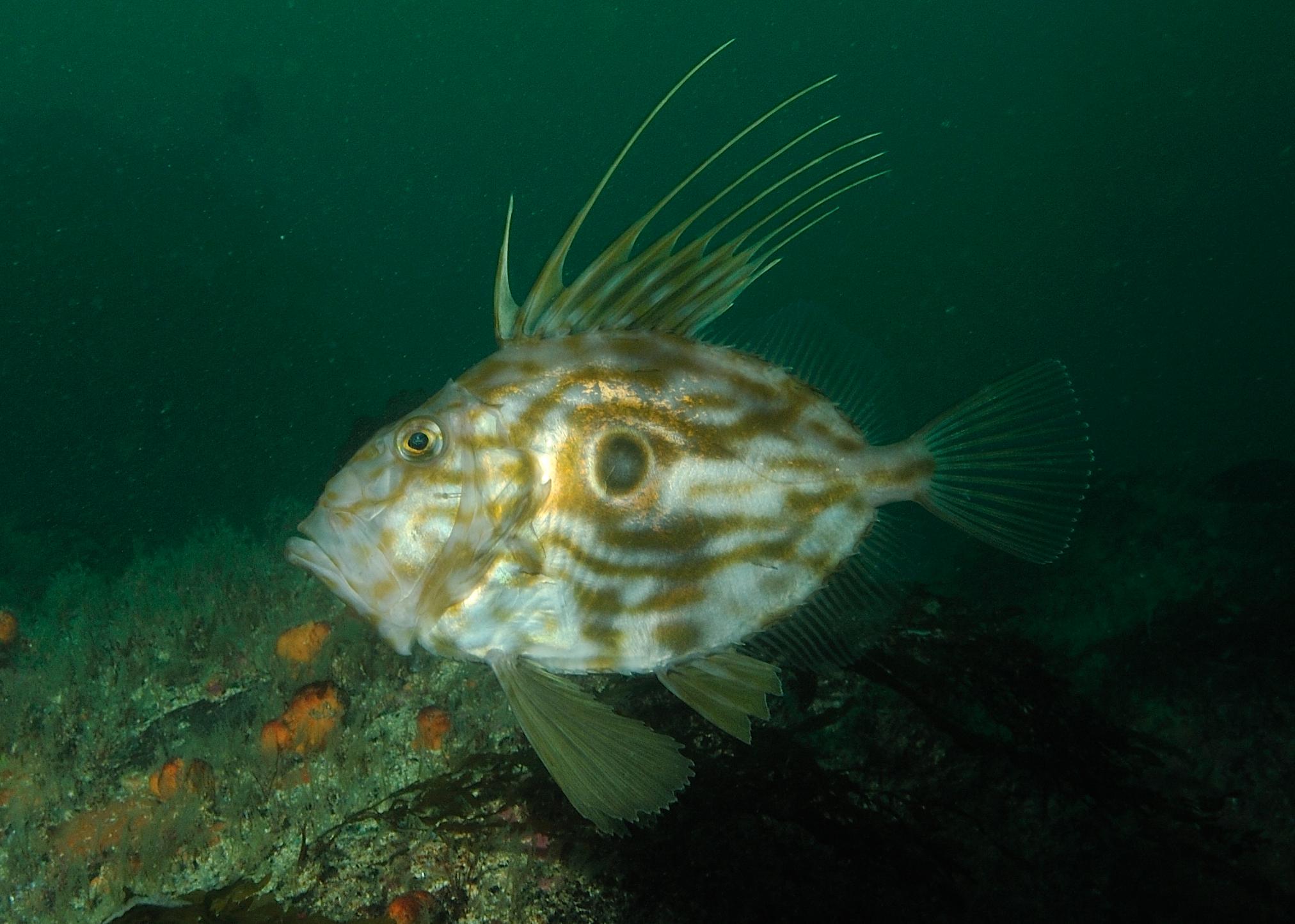 John Dory