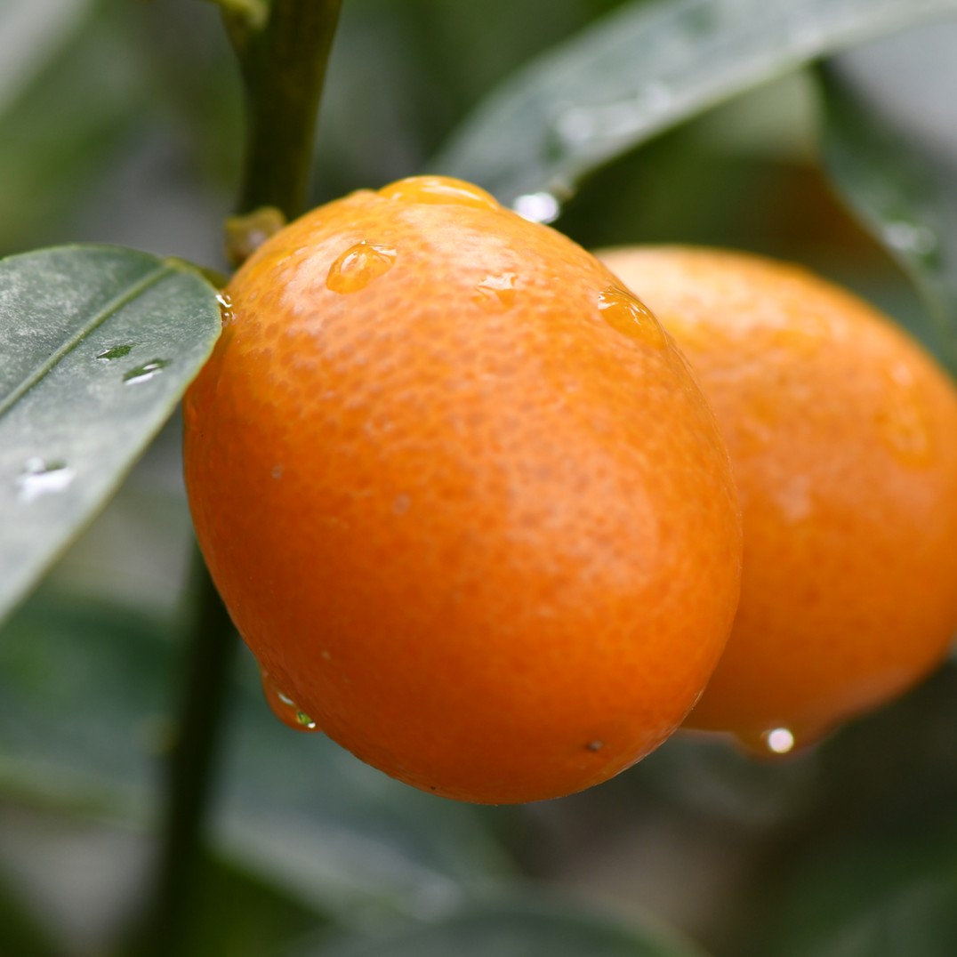 Kumquats