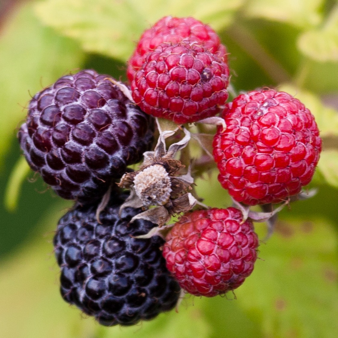 Loganberries