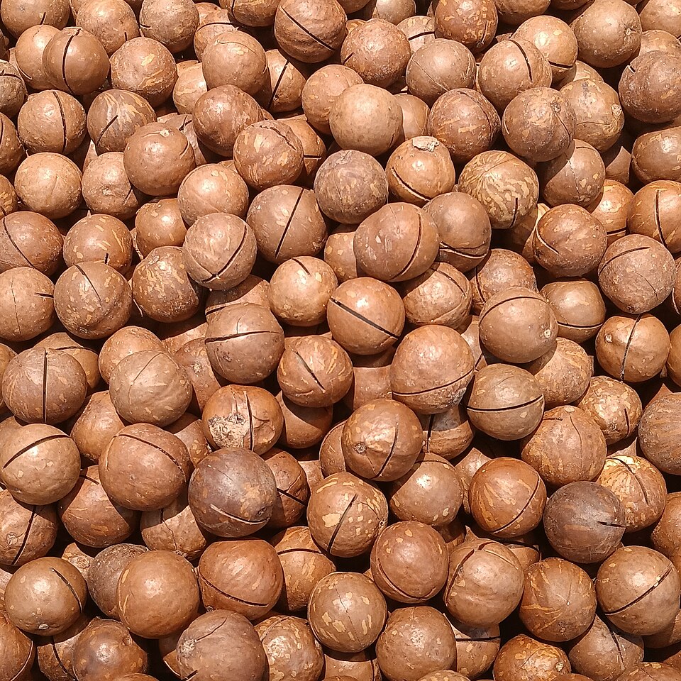 Macadamia Nuts