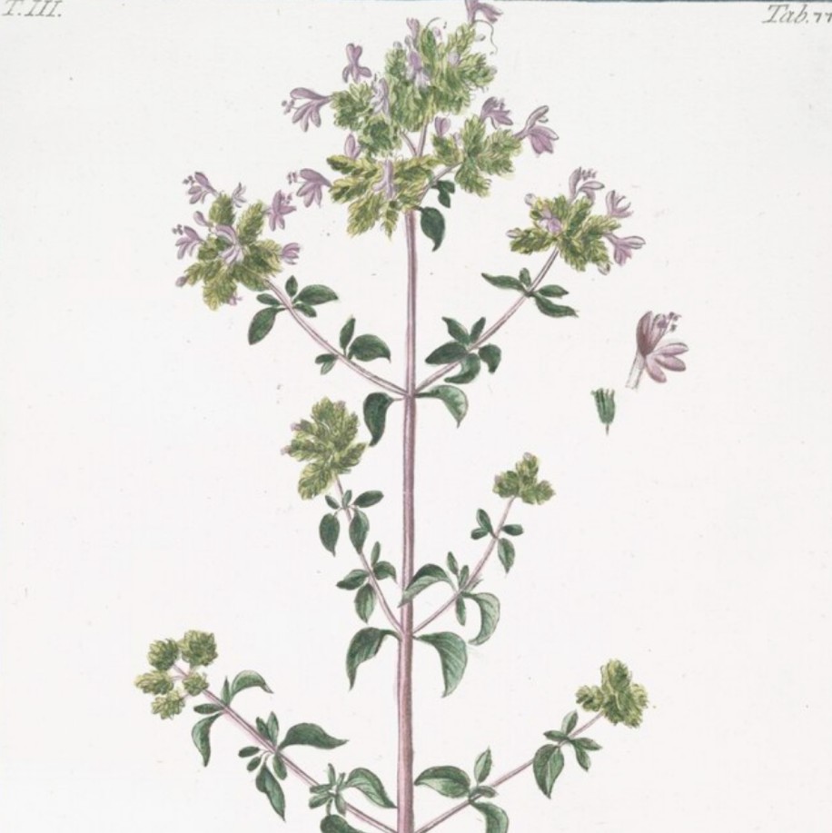 Marjoram, dried