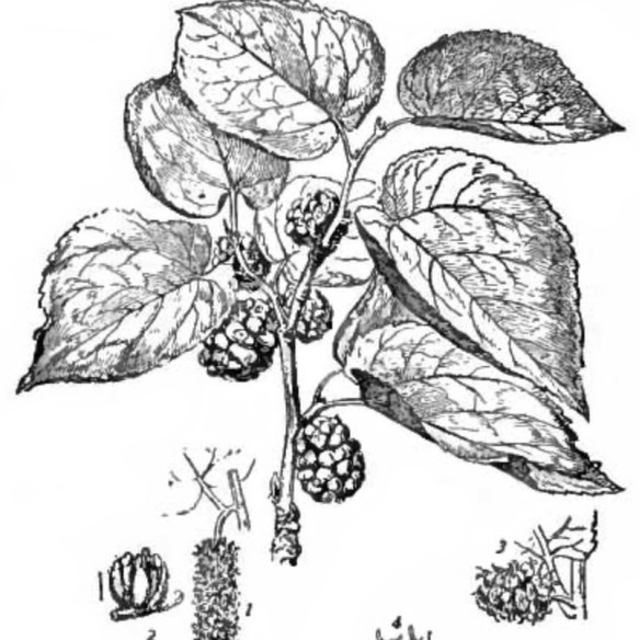 Mulberries