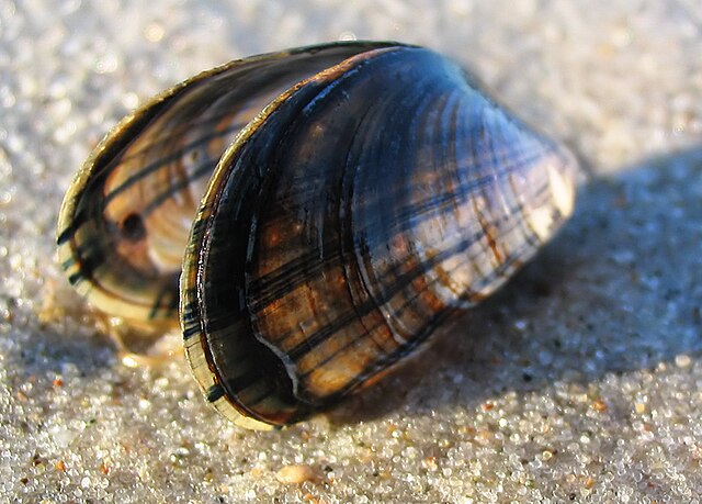 Mussels