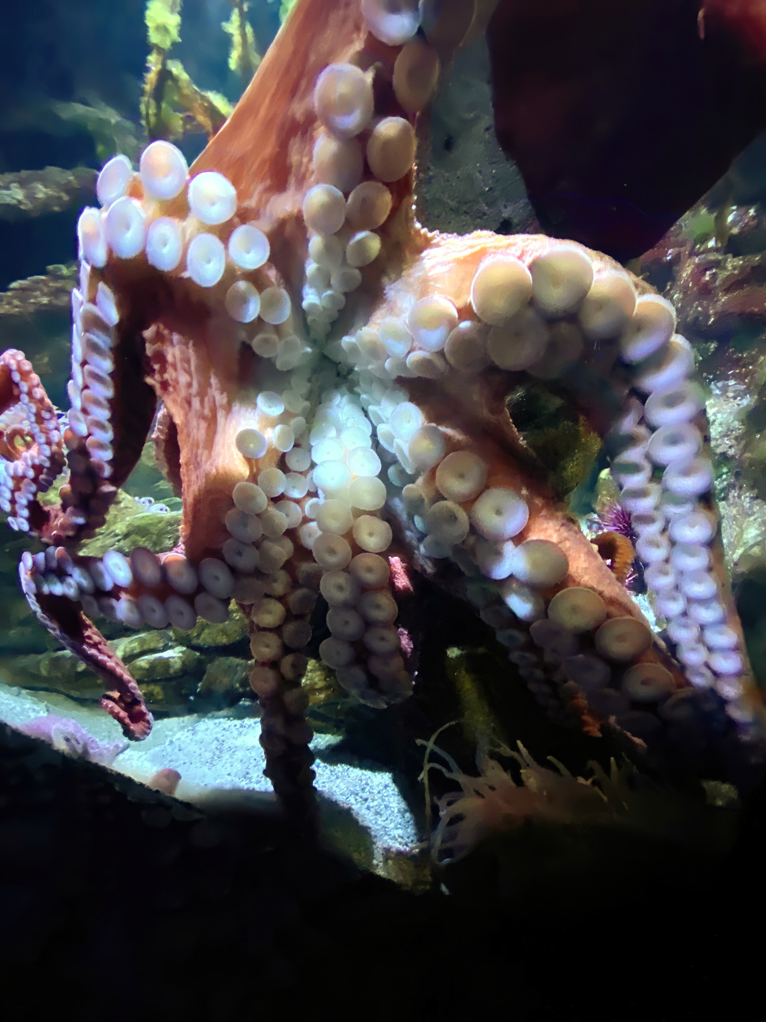 Octopus