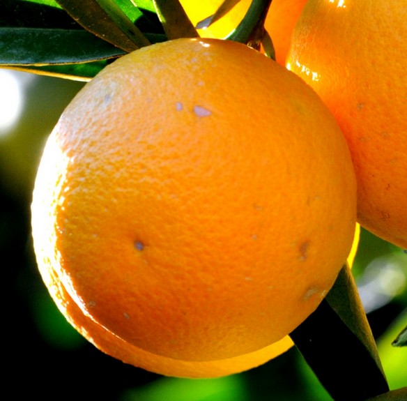 Oranges