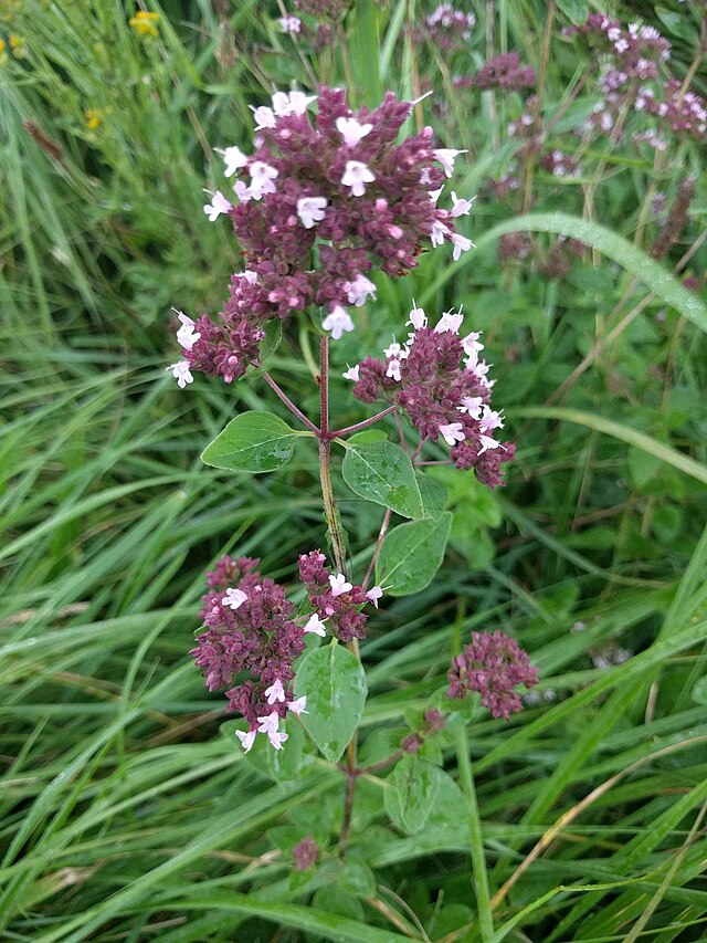Oregano