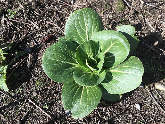 Pak Choi