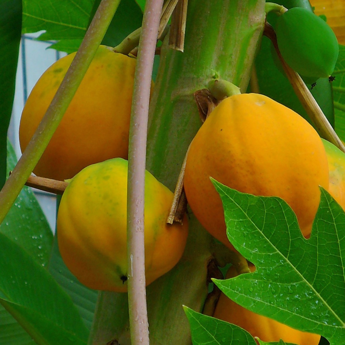 Papaya