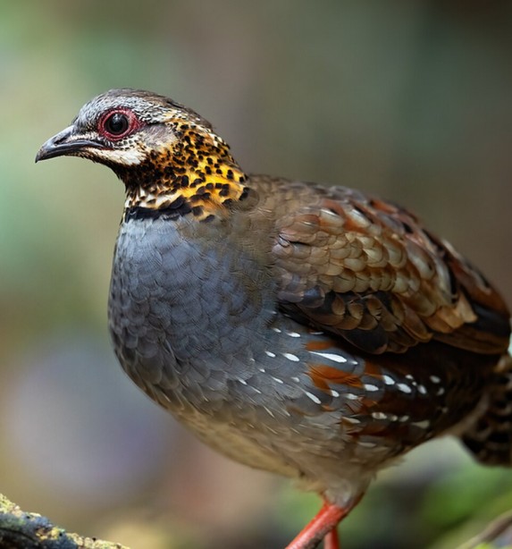 Partridge, meat only, roasted, weighed with bone