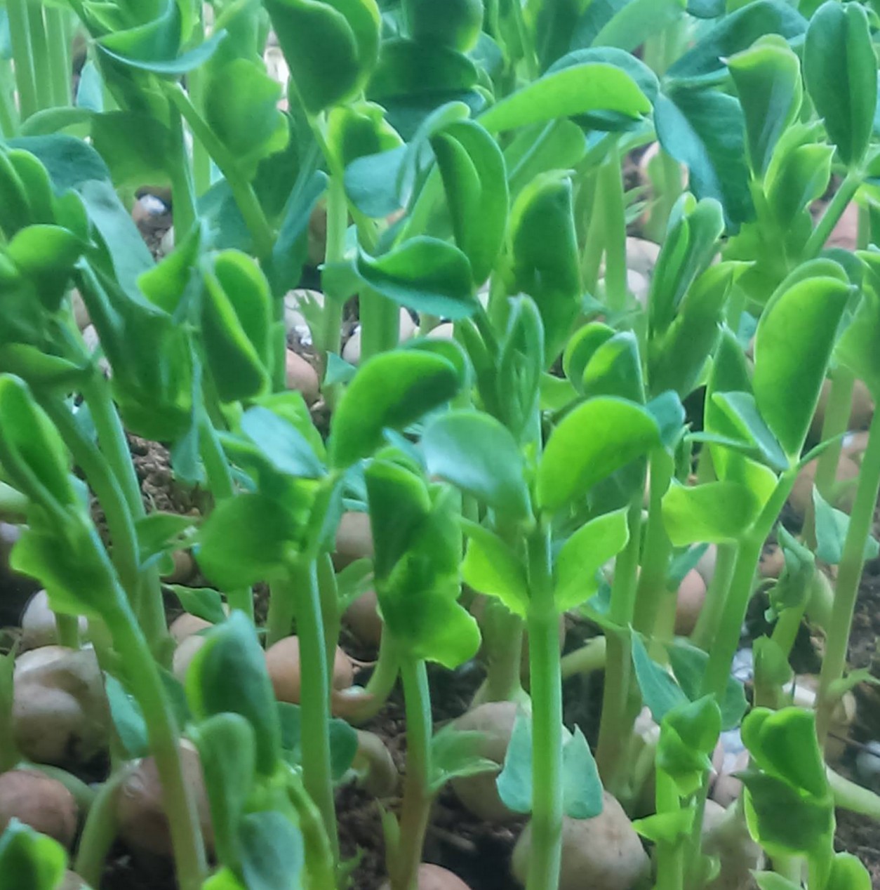 Pea Shoots