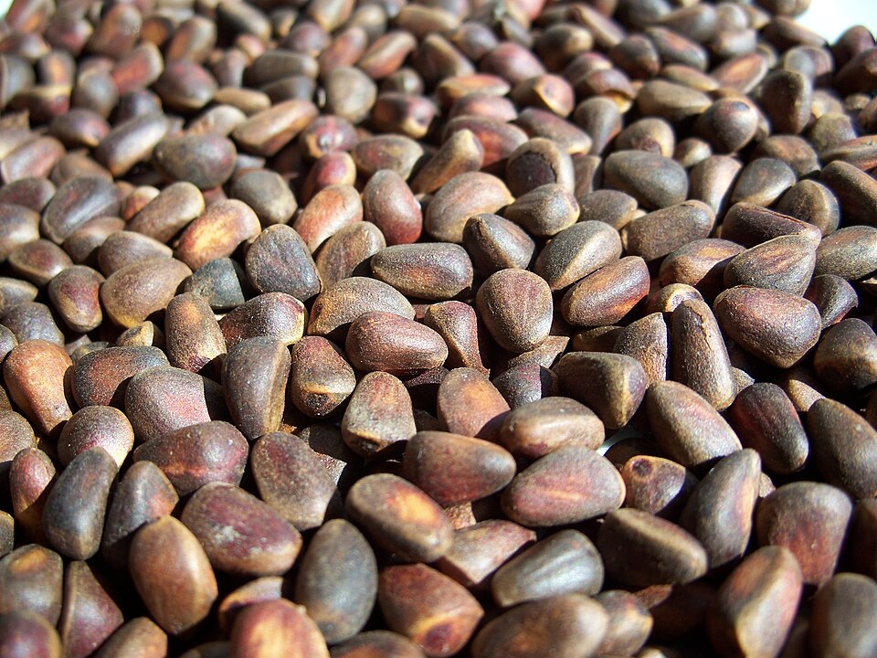 Pine Nuts
