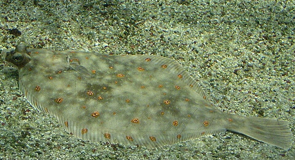 Plaice