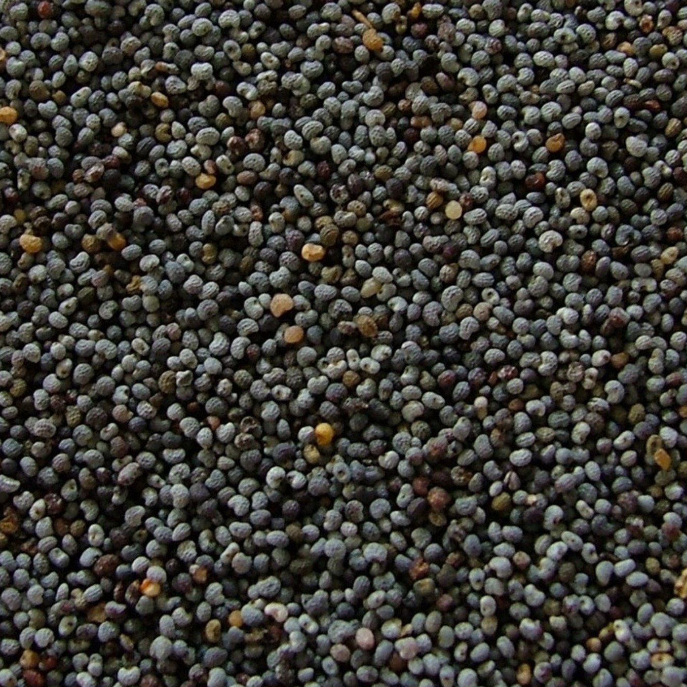 Poppy Seeds
